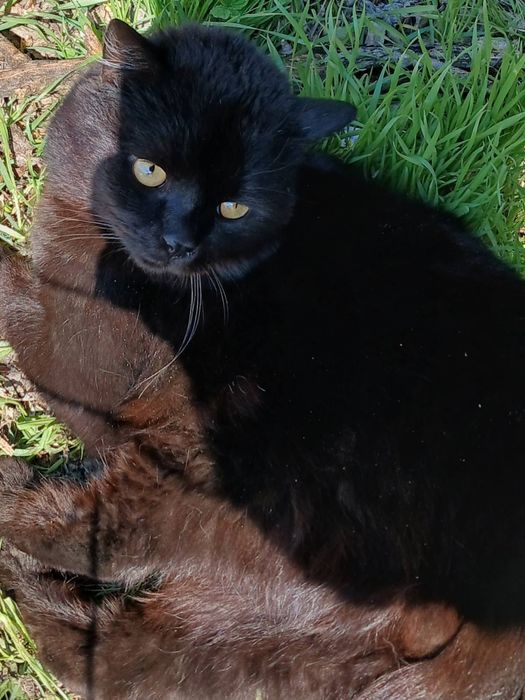 Отдам чёрного кота, метис шотландца, 2 года