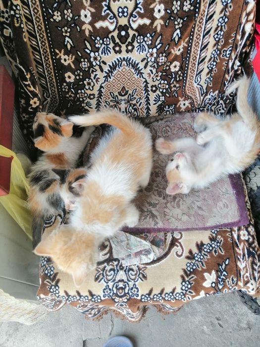 Отдам котят бесплатно