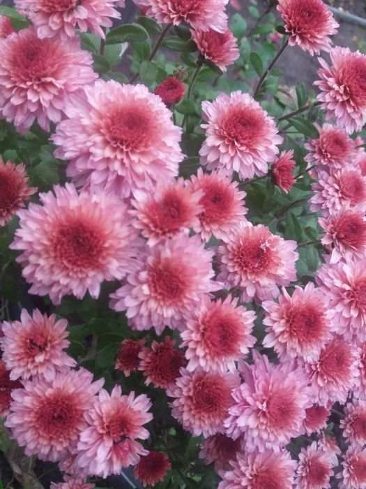 Хрезонтема. Хризантема мультифлора.Хризантема ранняя.Клематис