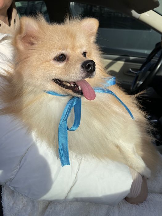 Померанські шпіци — Наймякші лапки цього року