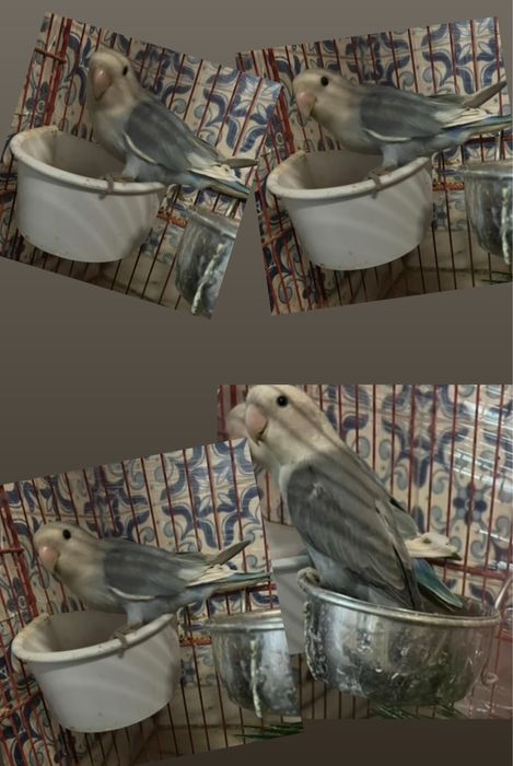 Casal roseicollis sexado “ULTIMO CASAL DISPONIVEL”