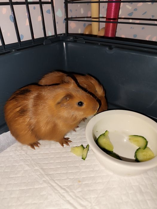 Oddam świnki morskie