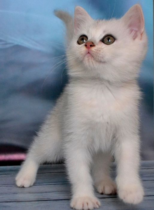 Розкішна дівчинка срібляста шиншила із зеленими очима.
Шубка