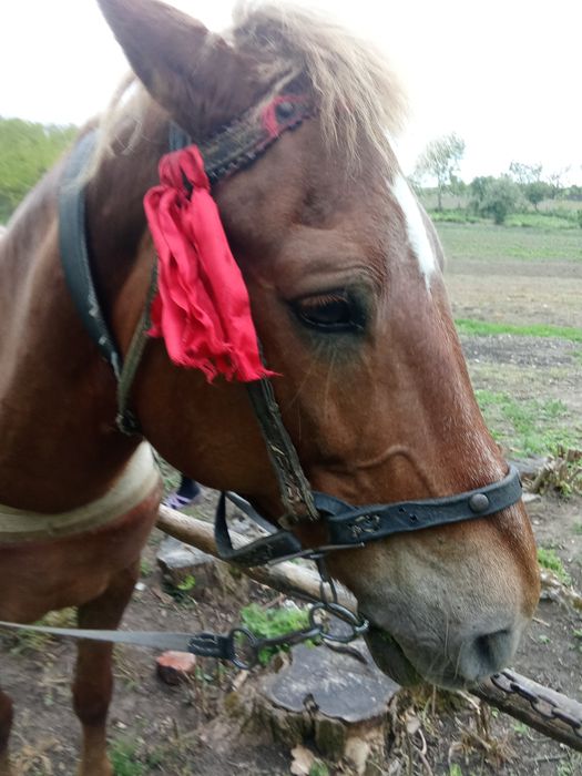 Продам кобилу  гарна висока