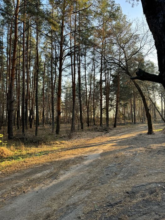 Продам участок 10 соток в сосне.