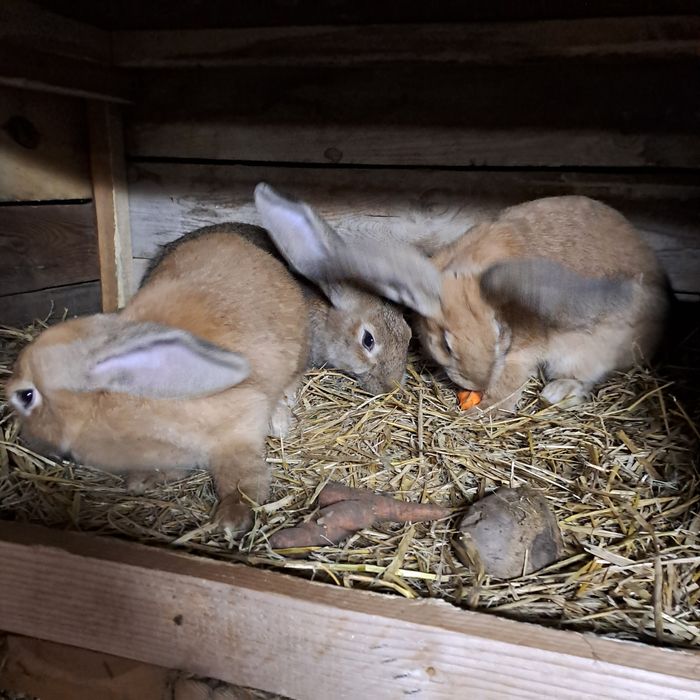 Sprzedam króliki lub zamienię