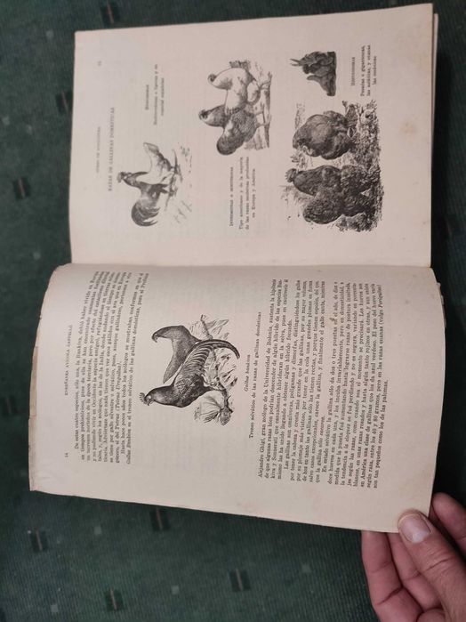 Mi Libro de Gallinas