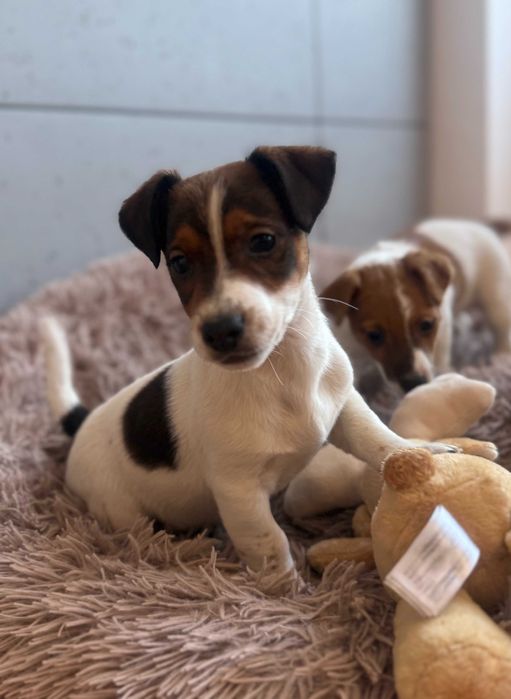 Jack Russell Terrier od # SMARTIE JACKS # piękny zdrowy PIESEK
