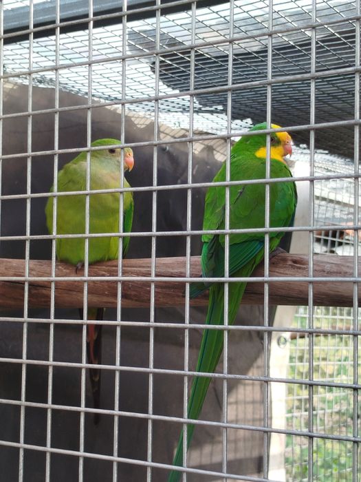 Barrabantes prontos a criar