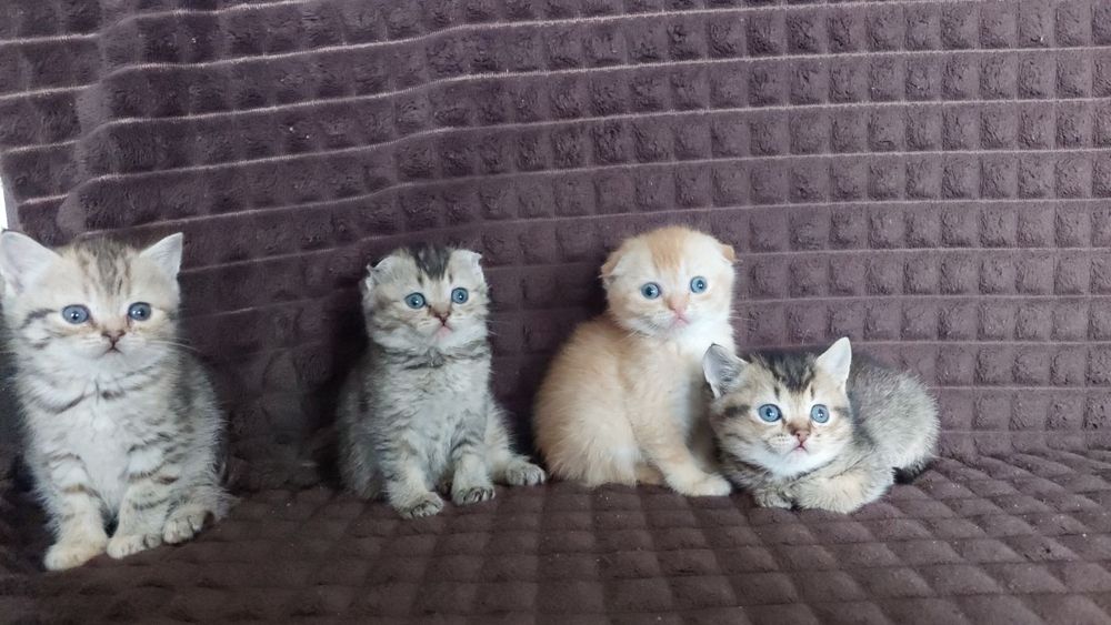Шотландські кошенята золота шиншила