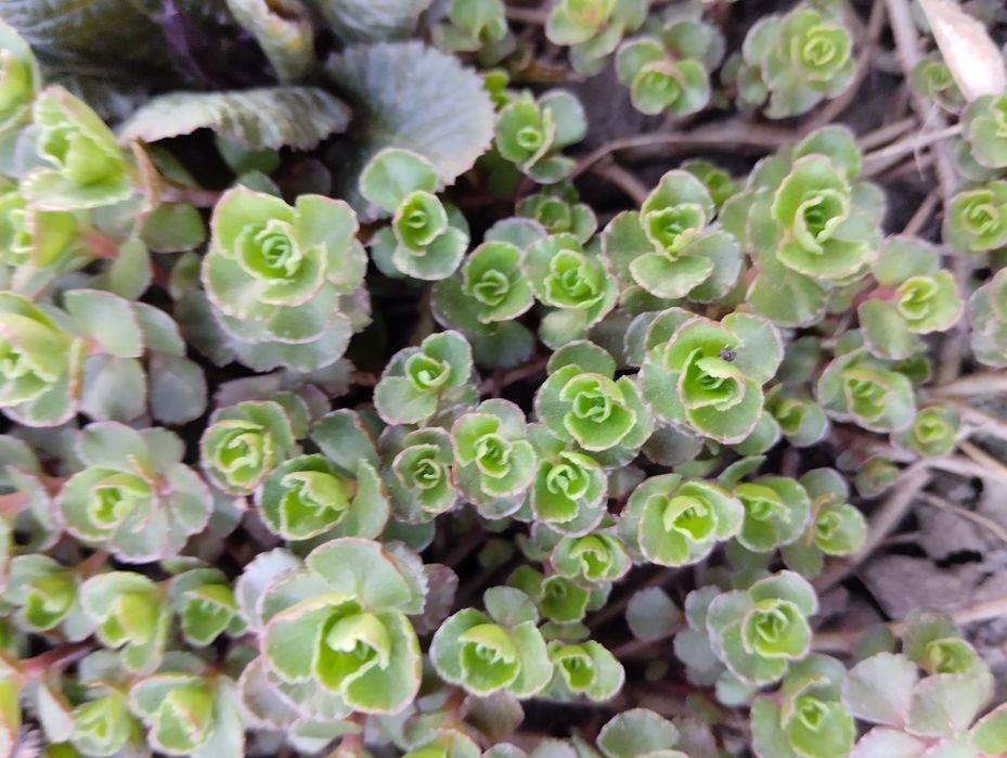 Грунтопокривні рослини. седум (очиток), вербейник.