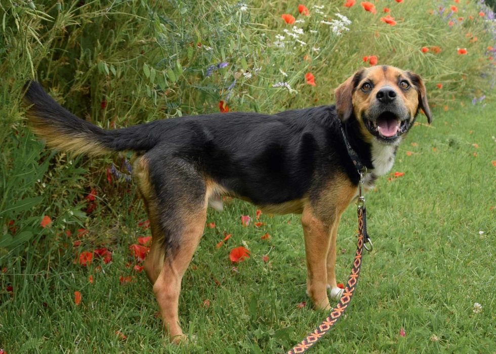 Cudowny Cezi szuka domu na zawsze