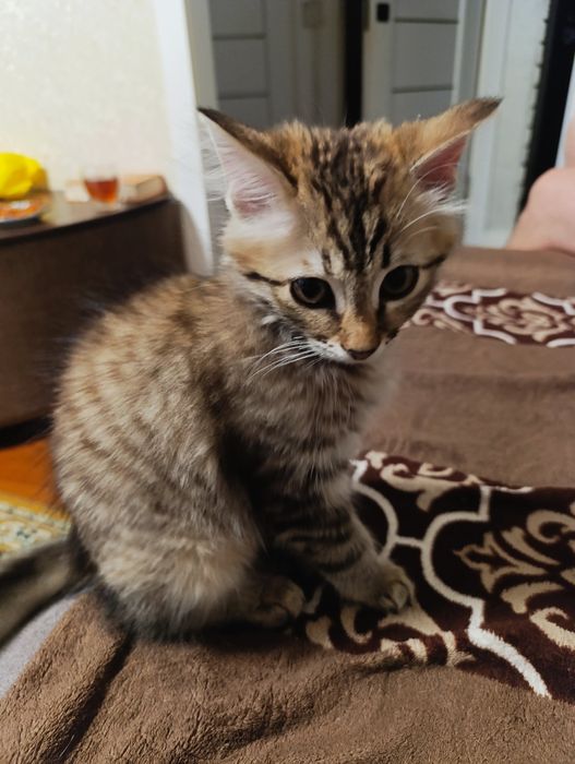 Віддам кошеня в добрі руки