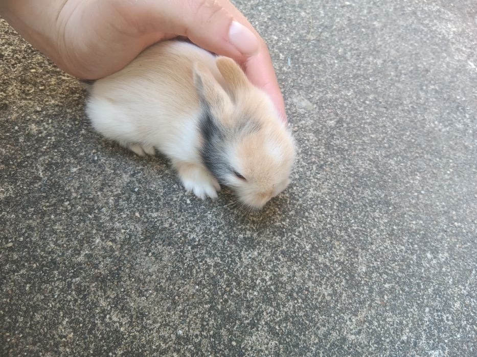 Vendo coelhos anões