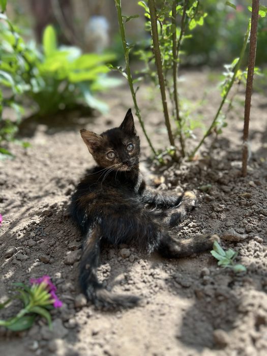 Кошенята шукають дім