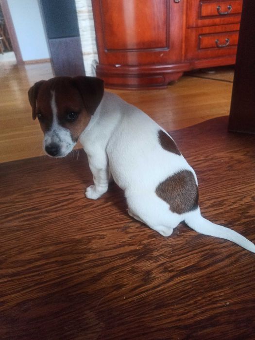 jack russell terrier