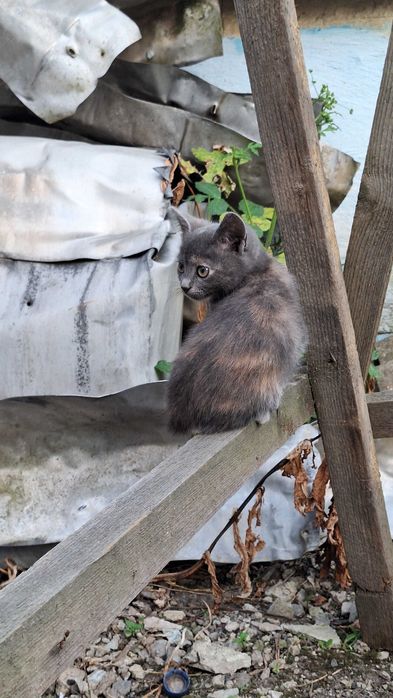 Продаж двох котиків, м Кам'янець-Подільський