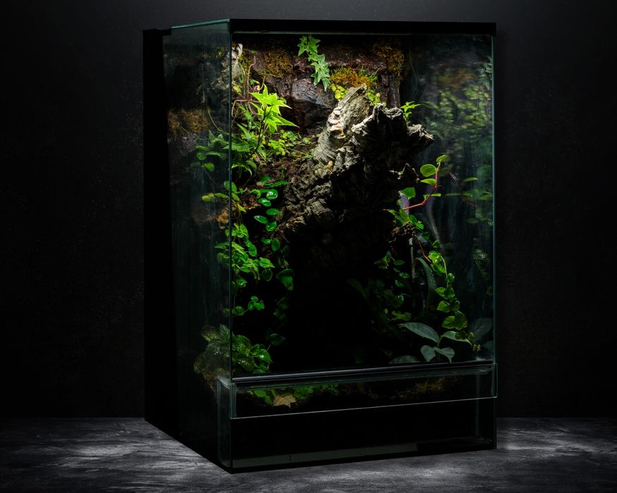 Terrarium tropikalne paludarium gekon orzesiony
