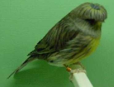 Canários machos lipocromo e poupa alemão amarelos e glosters.