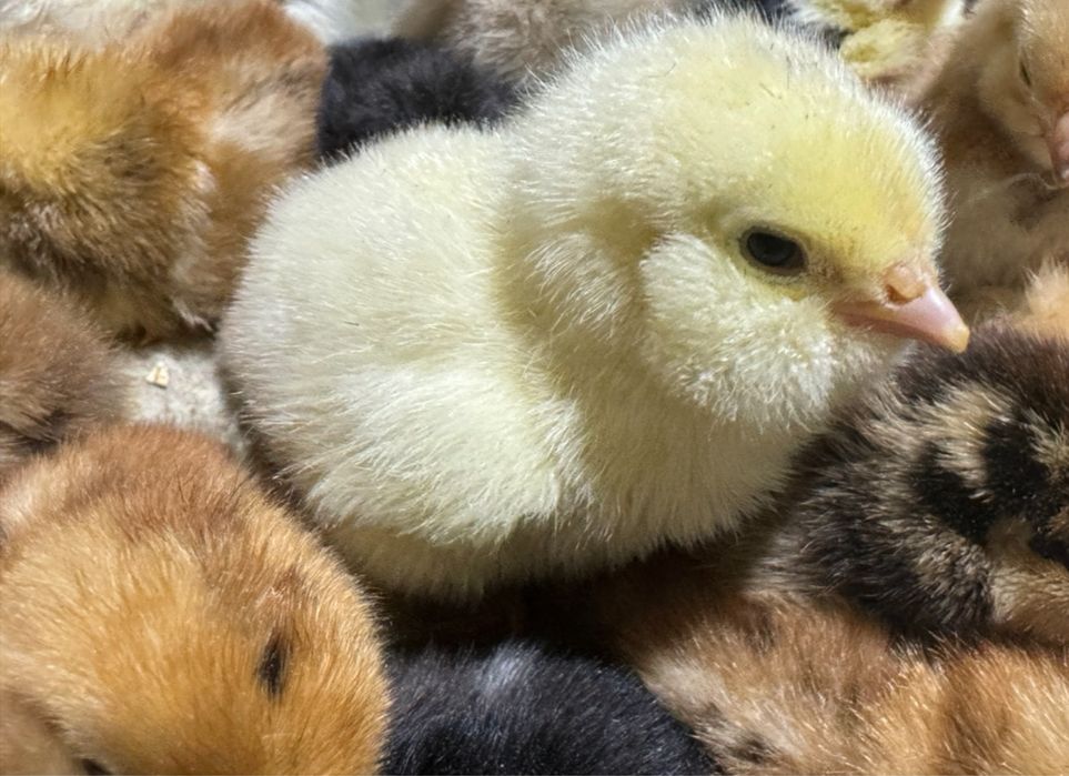 Фавероль інкубаційне яйце