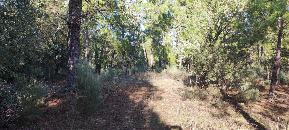 Terreno Rustico com Pinheiros