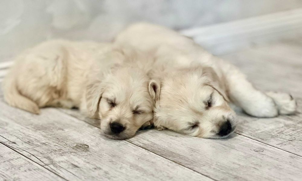 Cudowny piesek Golden Retriever (Po prawej stronie)- dostępny od 25.10.2026r.