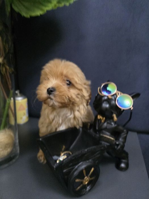 Maltipoo po pudelku toy i maltance linii koteańskoej