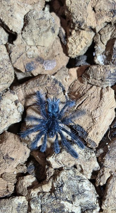 Ptasznik Caribena Versicolor L2