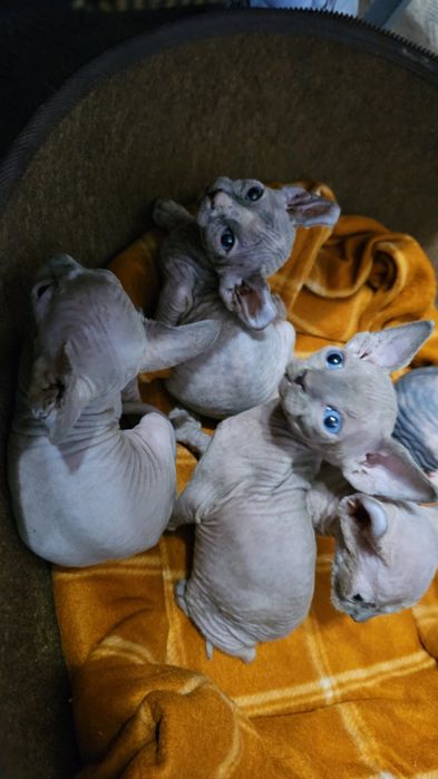 Канадские сфинксы.Эльф