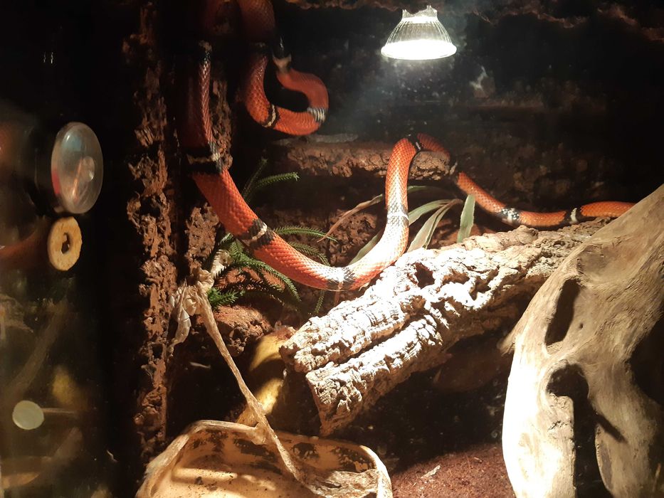 Terrarium + wąż SAMICA Lampropeltis sinaloae (Lancetogłów mleczny)