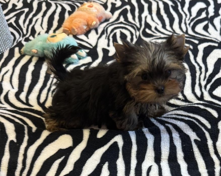 Микро курносая красотка