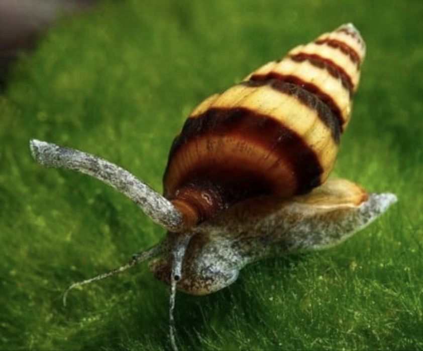 Ślimaki akwariowe helenki