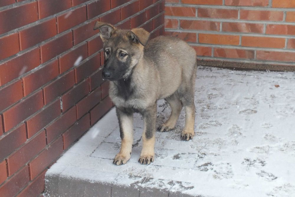 Owczarek Niemiecki Użytkowy