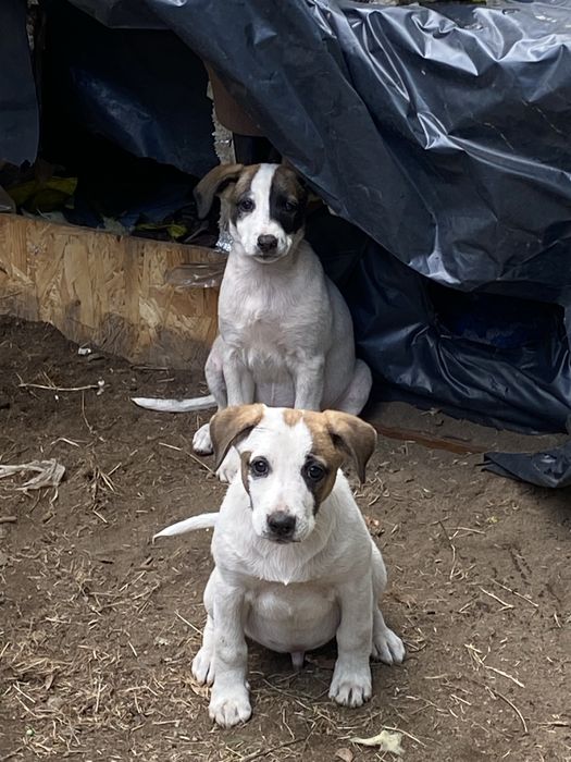Щенки ищут заботливых хозяев