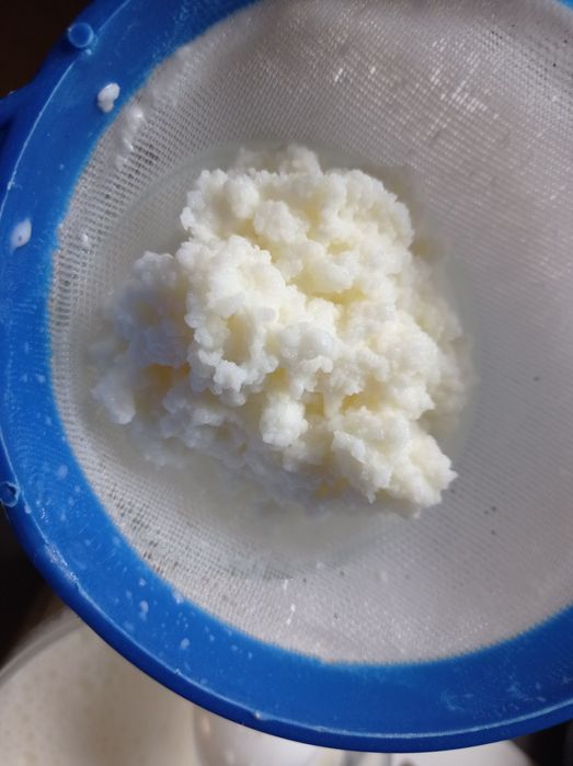 Grzybek tybetański 20gram