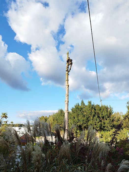 Wycinka drzew, wyburzenia,