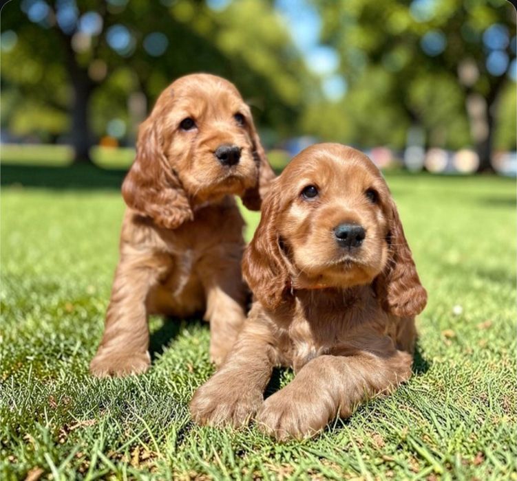 Розкішні малюки для особливих господарів
