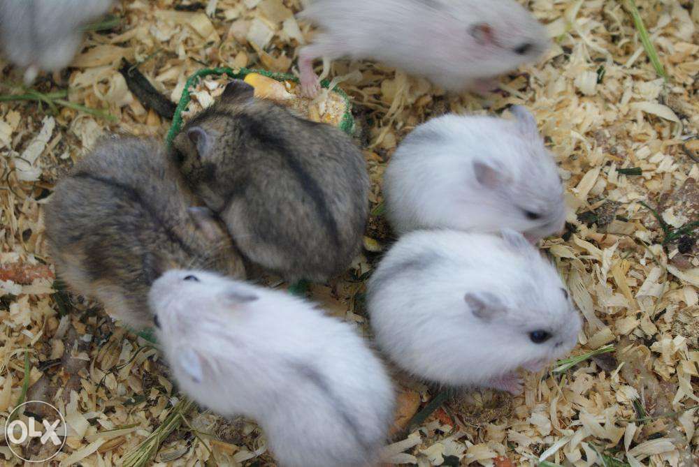 Завжди!!!джунгарики,клітки.