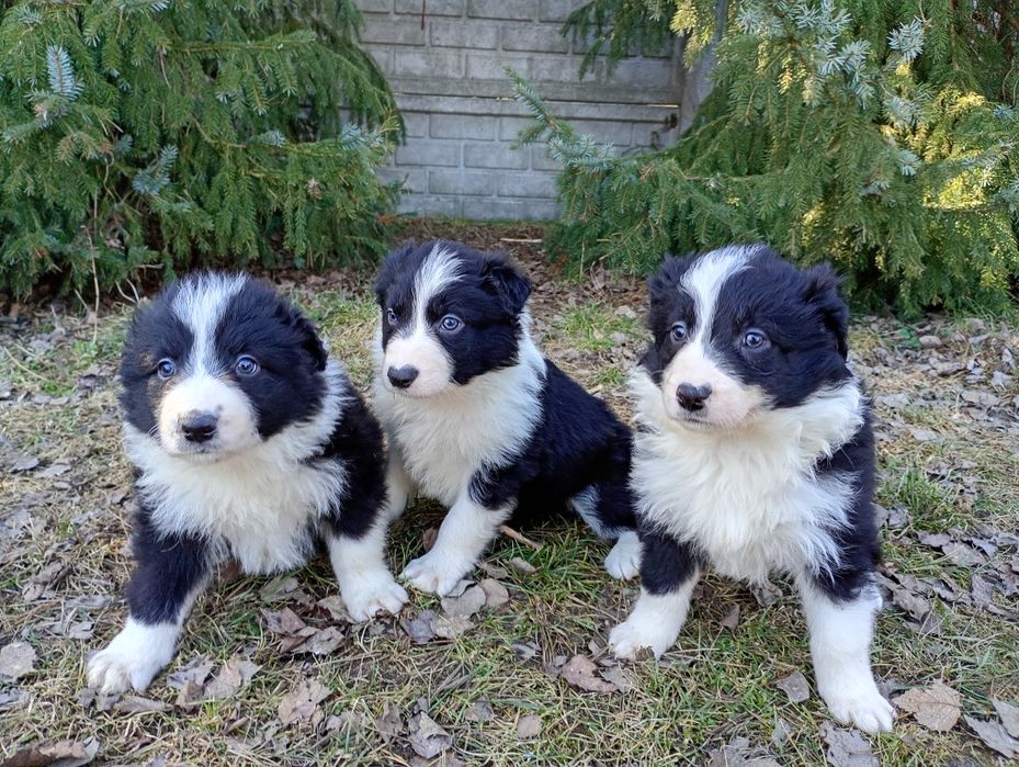Border Collie Szczeniak