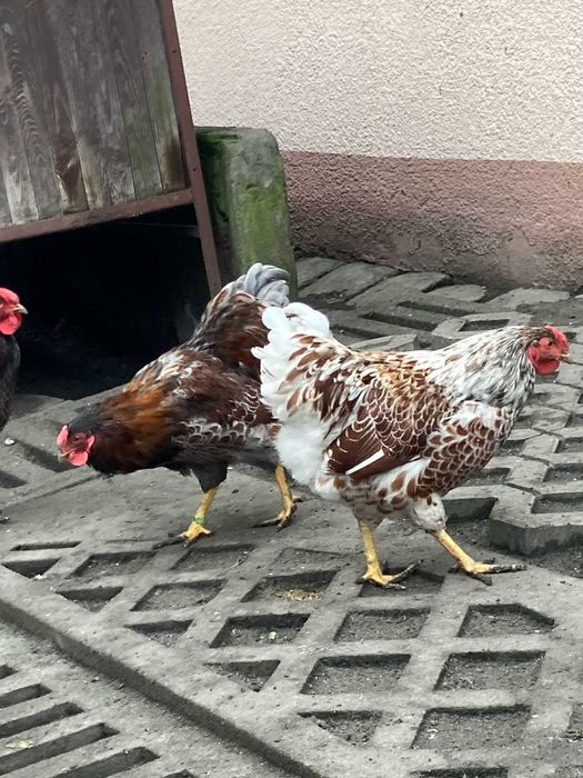 koguty wyandotte miniaturowe (wyandotty)