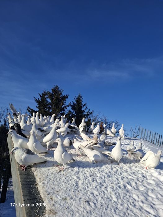 Lot gołębi jasnych perłowych.