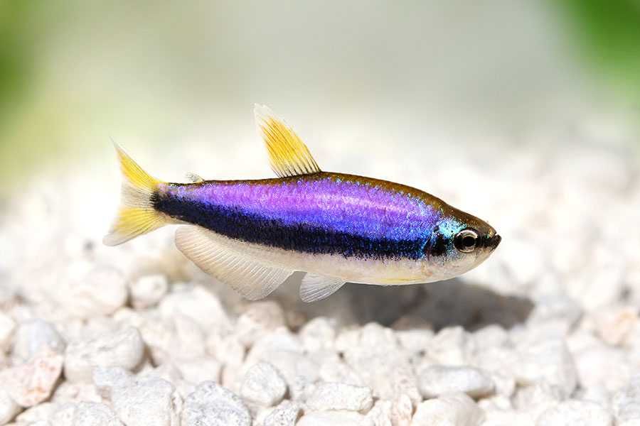 Tetra królewska blue - tetra kerri blue