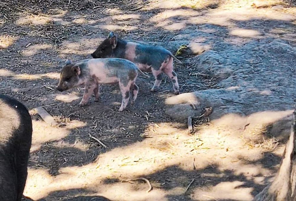 Поросята кармали і в'єтнамські