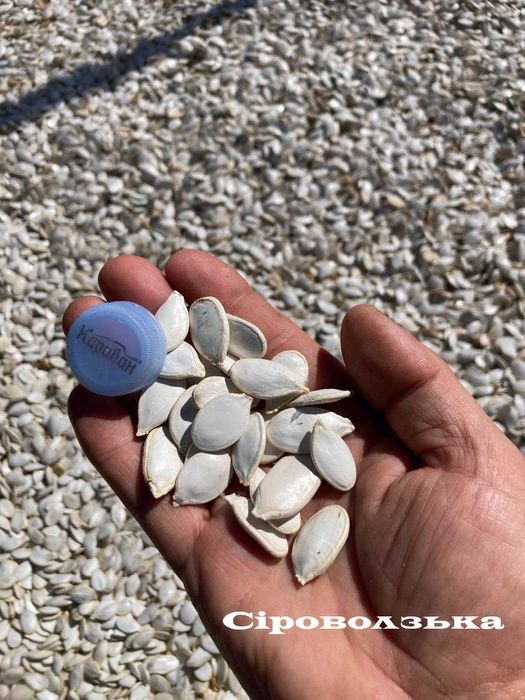 Сіровозька насіння гарбуза