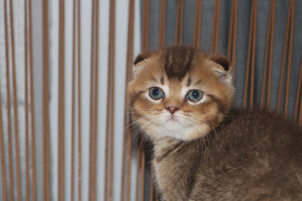 Um gatinho scottish fold golden brown