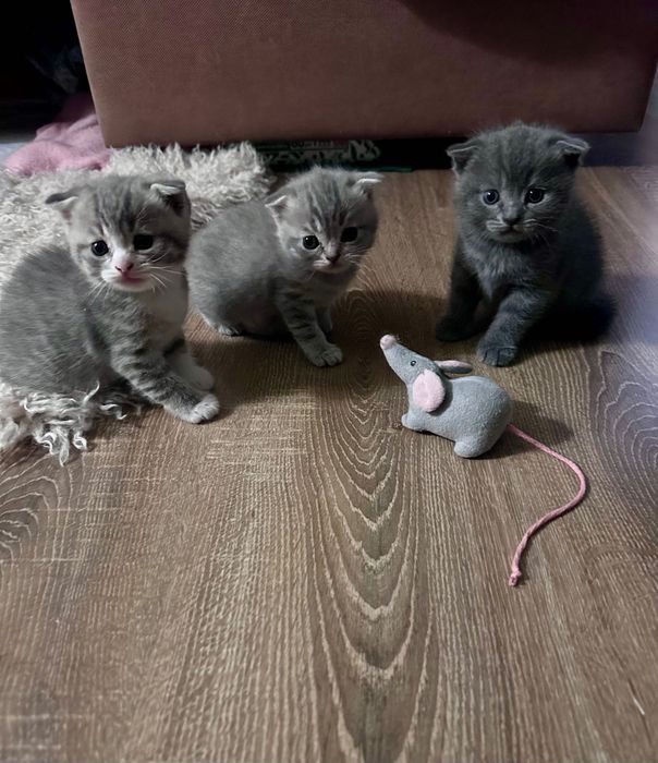 Котята Британской Вислоухой