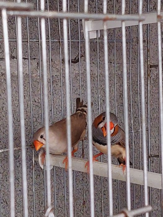 Mandarins jovens