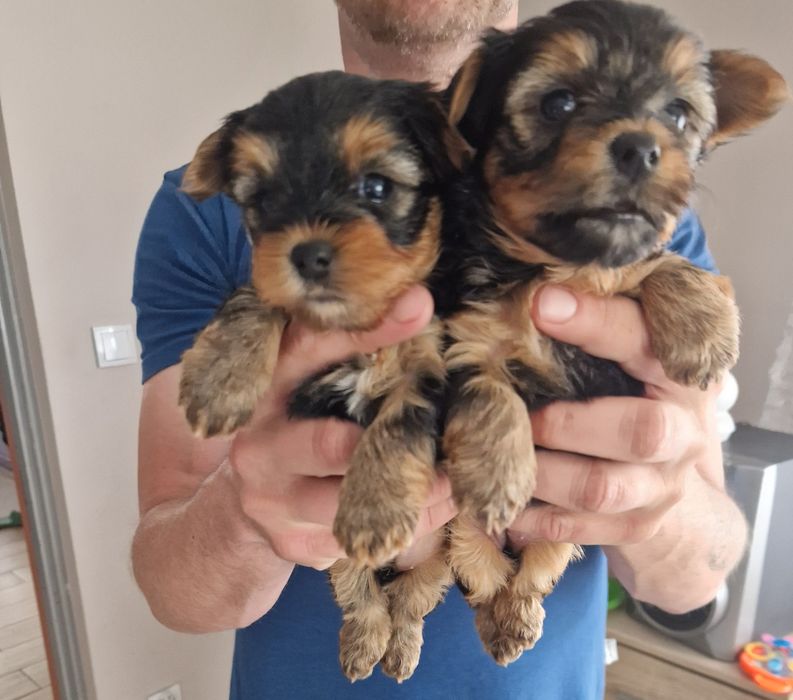 Yorkshire Terrier  gotowa do odbioru
