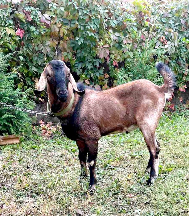 Англо-нубийский козлик вязка