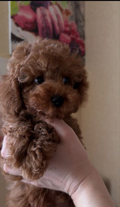 Няшка той пуделяшка ред браун Китай